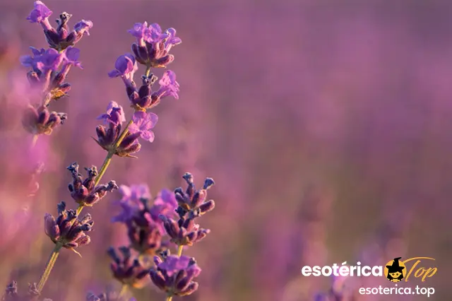 verbena planta brujeria